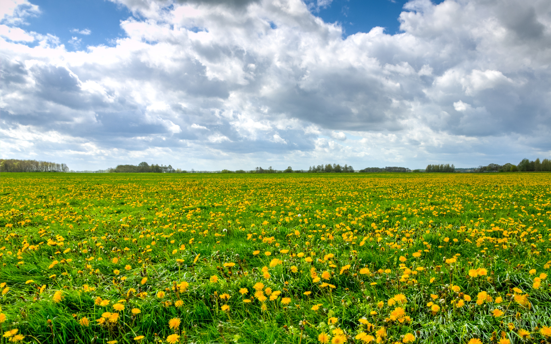 Yellow Flower Field